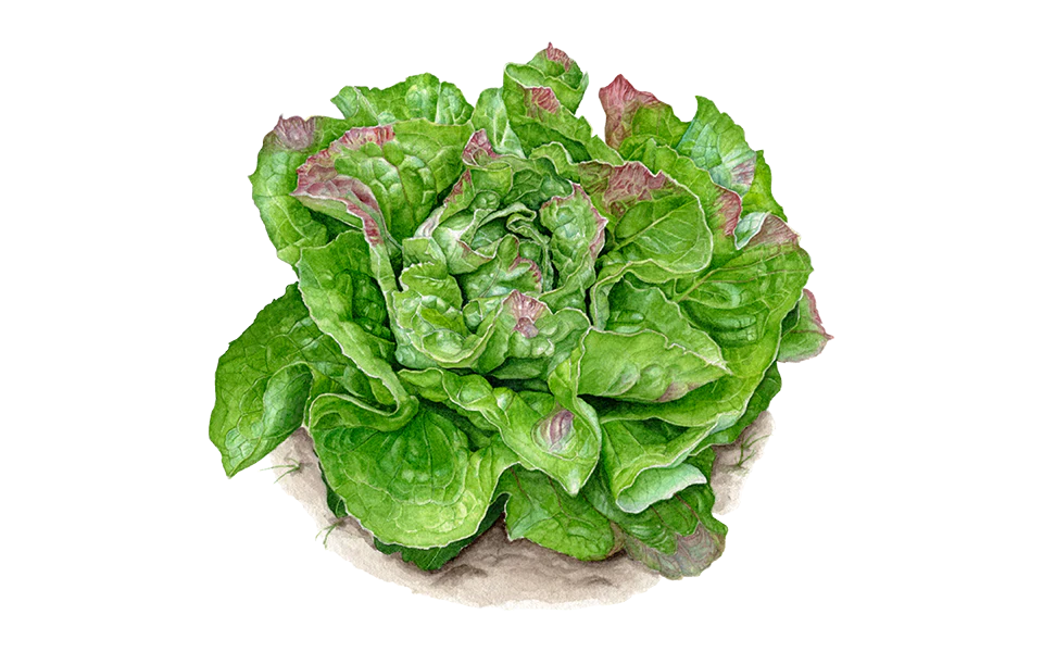 Blattgemüse